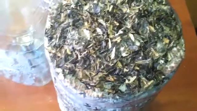 Вешенка растет в пластиковой бутылке