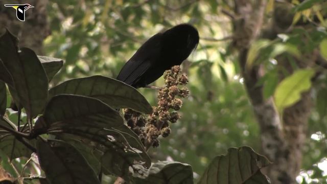 Huon Astrapia смотреть онлайн