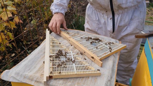 Изоляция маток во время зимовки, сохранение запасных маток. смотреть онлайн