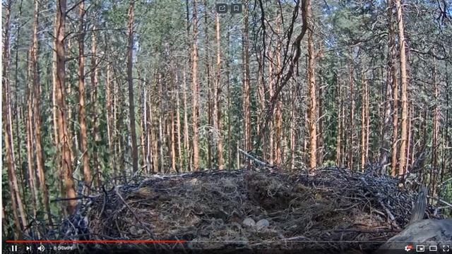 Черный аист . Прибытие в гнездо. Замедленная съемка. смотреть онлайн