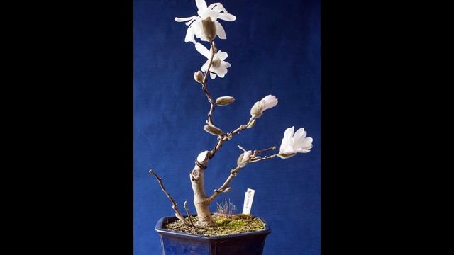 Look Like Magnolia stellata 'Royal Star' смотреть онлайн
