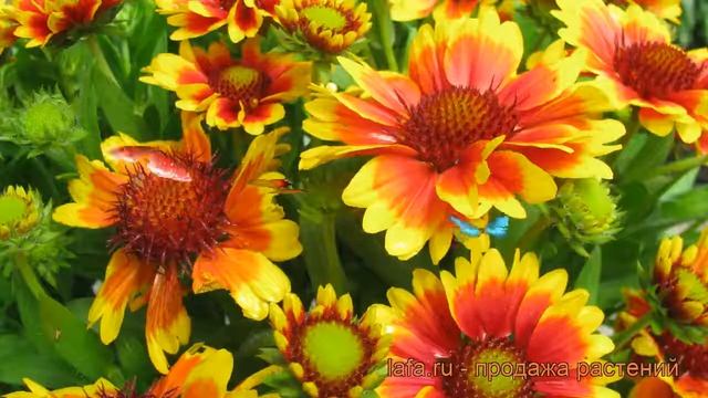 Гайлардия крупноцветковая Кобольд (gaillardia kobold) ? обзор: как сажать, саженцы гайлардии Коболь