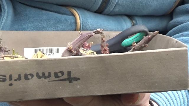 Картофель ПО-ЧЕШСКИ. 2 часть. смотреть онлайн