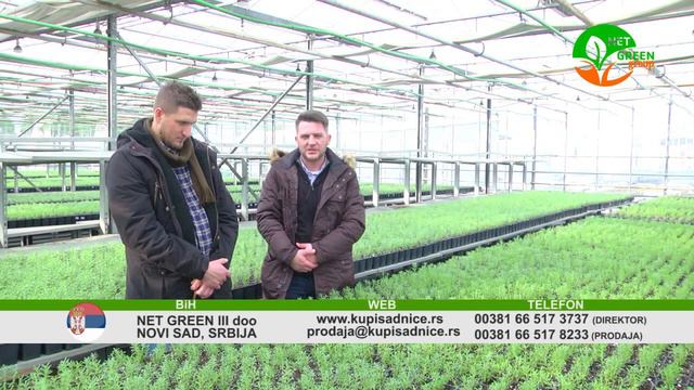 Lavanda Net Green Group смотреть онлайн