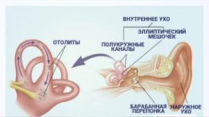 Почему при вставании кружится голова?