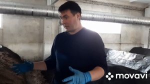 Червь для биогумуса. Дендробена или технологический компостный?