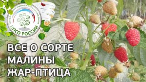 Сорт малины Жар-птица. Ремонтантная малина Жар-птица, описание и особенности сорта от селекционера.