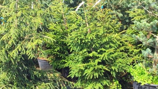 Огляд РОЗПЛІДНИКА. Хвойні, хости, рододендрони. ?? Ціни на рослини.