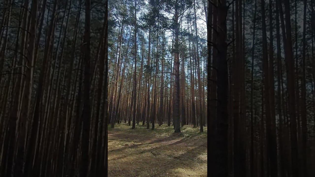 #2024shorts #веснапришла #красотавокруг #сосновыйлес #птицыпоют