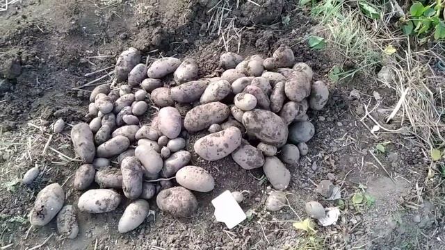 Мой урожай картофана?Хоть в лунку, хоть в траншею главное в землю?? смотреть онлайн