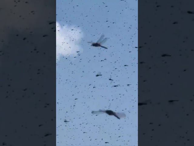 Апокалипсис: рой стрекоз заполонил пляж Мискамикат в США. смотреть онлайн