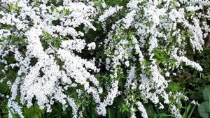 Спирея серая/Спирея пепельная/Spiraea cinerea/Весеннецветущая спирея