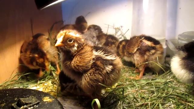 Барневельдер. Цыплята. смотреть онлайн