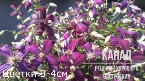 АРОМАТНЫЙ клематис SWEET SUMMER LOVE (Clematis Sweet Summer Love)/Рецепты хорошего настроения