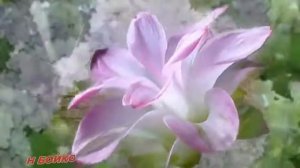 СИРЕНИ БЕЛЫЕ ЦВЕТЫ !