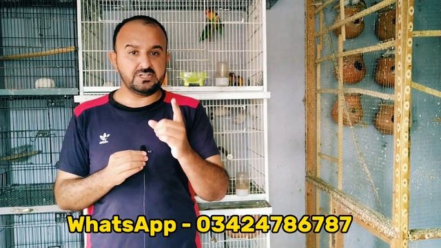 Silver Java vs White Java Rates Comparison | Java Jaal Rates | Java Open Market Rates | Mini Zoo смотреть онлайн