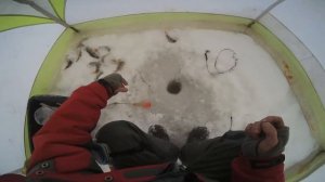 Как заставить клевать окуня когда он этого не хочет!