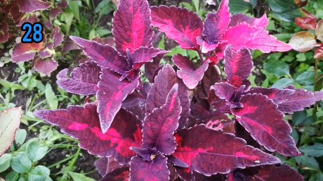 Колеусы смотреть онлайн