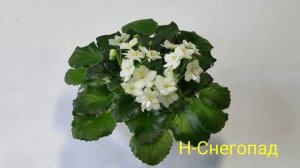 Н-Ностальгия.
Н-Робинзон.
Н-Снегопад.
Н-Четыре Сезона.
Н-Январь.