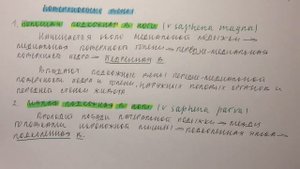 Билет 084. ПОВЕРХНОСТНЫЕ И ГЛУБОКИЕ ВЕНЫ НИЖНЕЙ КОНЕЧНОСТИ.