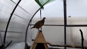 Фазаны и цесарки