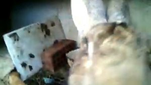 Кролики разных пород: фландры, калифорния, помесь. Крольчата 2 недели! Навес и мн.др. 1 часть.