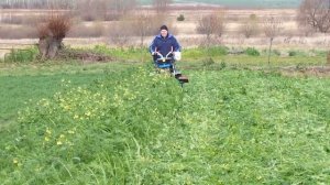 Что делать с сидератом осенью ? Я делаю так.