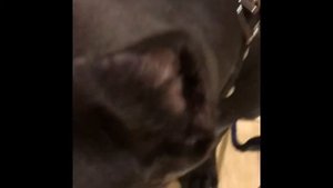 Что умеет щенок кане корсо в 4 месяца, после месяца непрерывных занятий