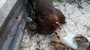 Квочка с цыплятами.