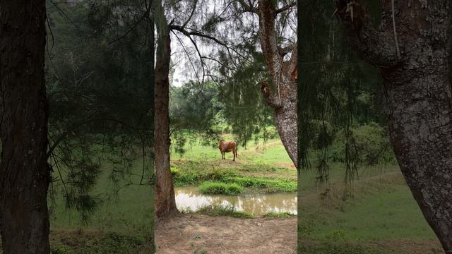 2023 | |自然的灵魂|中国 |广东 |湛江 |东海岛|神秘影像 | 阿彼察邦·委拉斯哈古 |自然漫步|nature walk|牛 |漫长的季节|无音乐 |治愈漫步|分享我走过的地方|灵魂博物馆