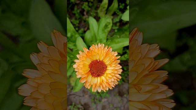 Календула - красиво и полезно.?