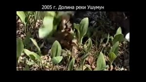 Кто поджигает лес?