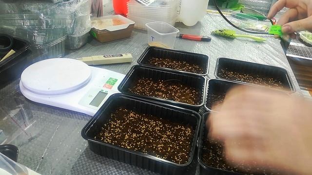 Микрозелень Редис Горчица Руккола. Посадка смотреть онлайн