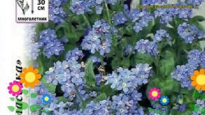 Незабудка садовая Помпадур. Краткий обзор, описание характеристик myosotis sylvatica