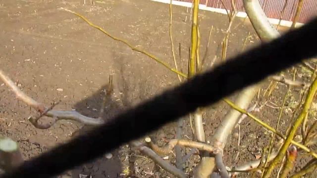 Что делать если груша тянется вверх.  Три года от посадки.