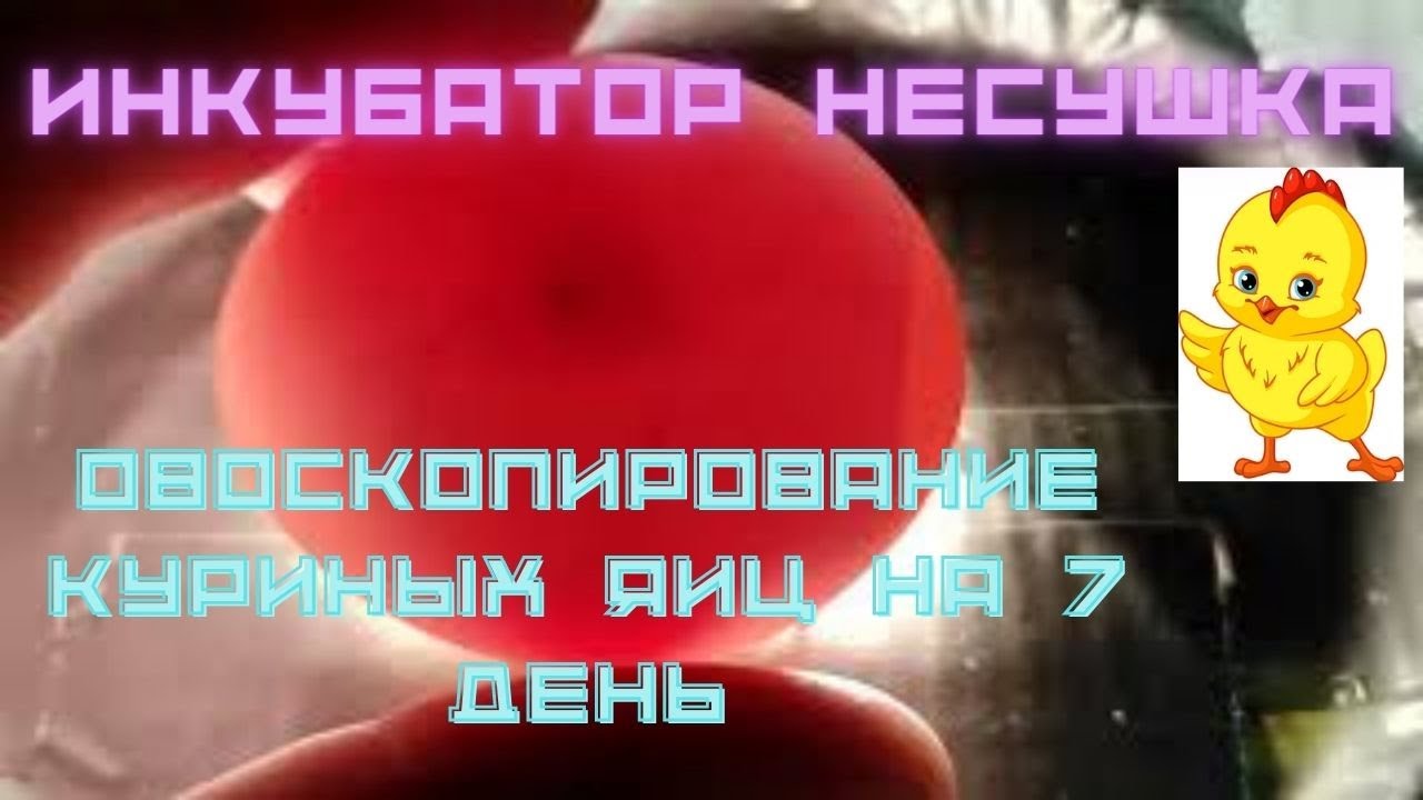 Овоскопирование куриных яиц на 7 день Несушка с цифровым терморегулятором 36 яиц с вентиляторами
