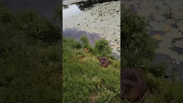 Бобёр, который живет практически рядом с домом и не боится людей. 🦫