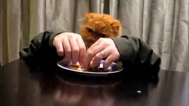 Кот с руками смотреть онлайн