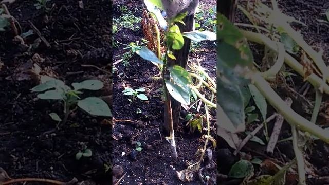 Тернослива как подвой..1.продолжение