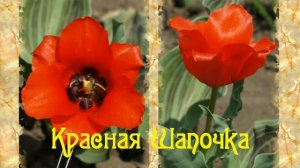 тюльпаны Грейга