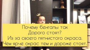 Как ухаживать за котом и кошкой / как ухаживать за бенгальским котом / как приучить к когтеточке .