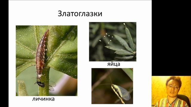 Использование биопрепаратов в защите от вредителей. Тля, плодожорка, белокрылка. Ефимов Игорь смотреть онлайн