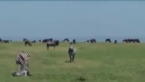 реальная Африка  Лев напал на новорожденую зебру