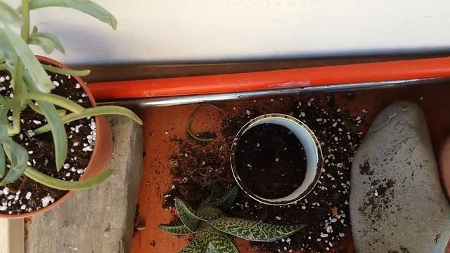 Repotting my Crassula gollum, Aloe variegata and Senecio serpens succulents смотреть онлайн
