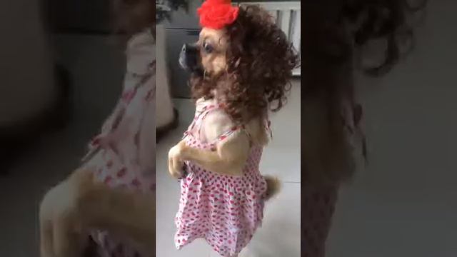 Смешные собаки