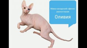 Двельф стандарт девочка Дельта