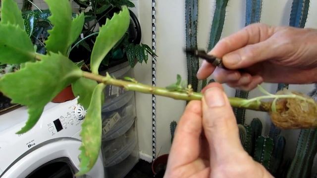 Potting up my Sedum spectabile Succulent Plant & its Plantlets - Hylotelephium spectabile смотреть онлайн