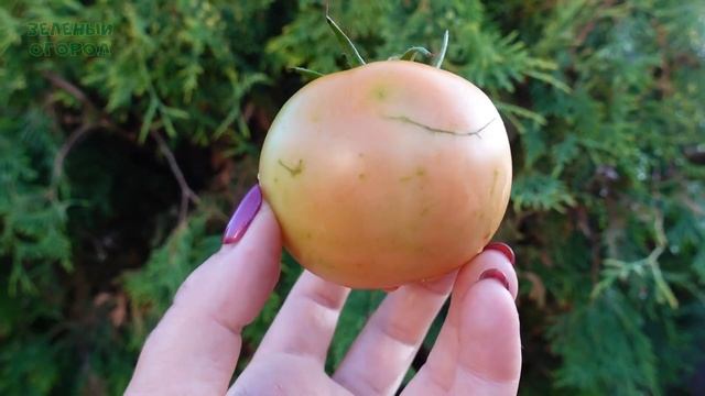 Томат БОБКАТ F1. Обзор сортов ТОМАТОВ! смотреть онлайн