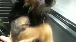 Собака в шоке от эскалатора 