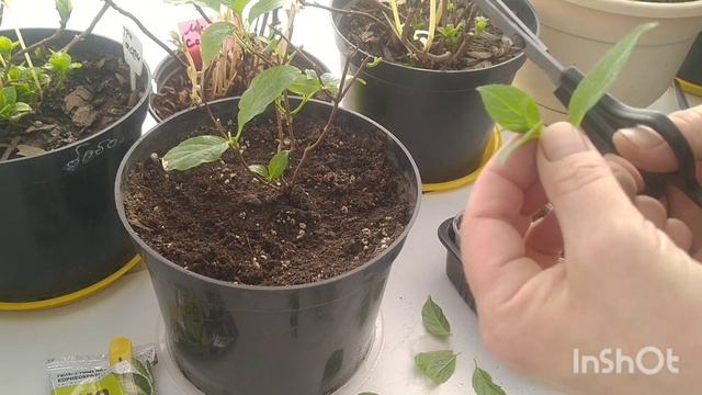 ГОРТЕНЗИЯ БОНФАЕР, ЧЕРЕНКОВАНИЕ ЗЕЛЁНЫМИ ЧЕРЕНКАМИ 💐
